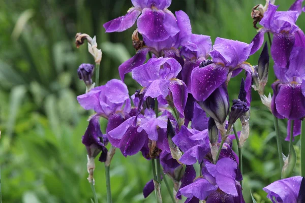 Kék zászló-Iris (Iris versicolor) — Stock Fotó