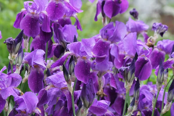 Синий флаг Iris (Iris versicolor ) — стоковое фото
