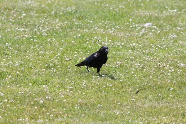 Wrona amerykańska (Corvus brachyrhynchos) — Zdjęcie stockowe