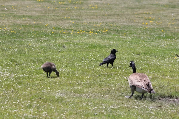 Corvo, Americanos (Corvus brachyrhynchos ) — Fotografia de Stock