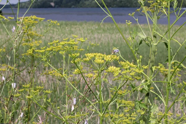 Pastinák, Wild (Pastinaca sativa) — Stock fotografie