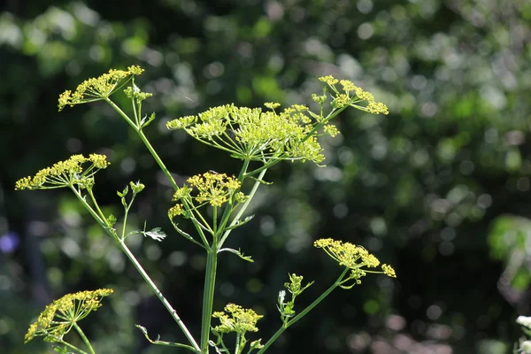  Yaban havucu, vahşi (Pastinaca sativa) 