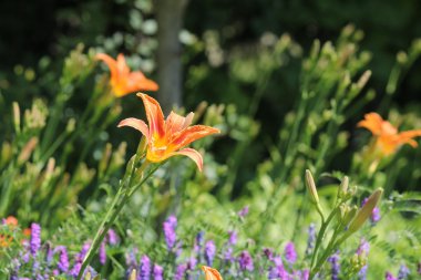 Daylily, Orange (Hemerocallis fulva)