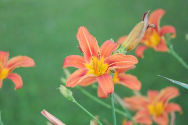 Daylily, Orange (Hemerocallis fulva) 
