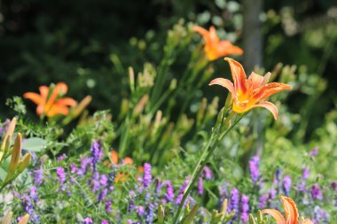 Daylily, Orange (Hemerocallis fulva) 