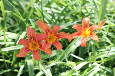 Daylily, Orange (Hemerocallis fulva) 