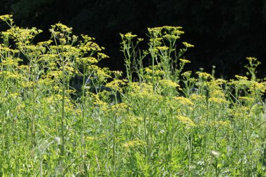 Yaban havucu, vahşi (Pastinaca sativa) 