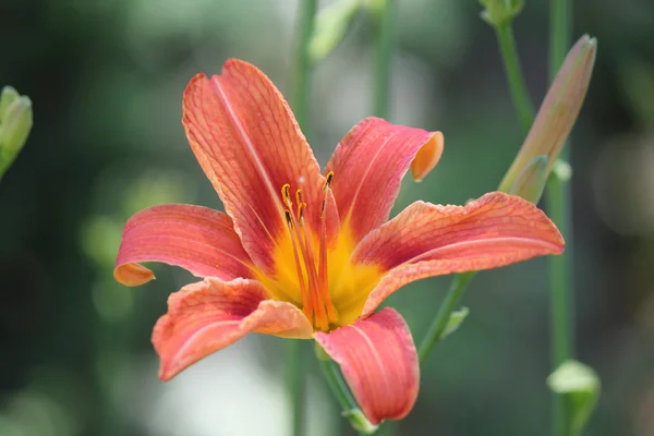 Diurno, Laranja (Hemerocallis fulva ) — Fotografia de Stock