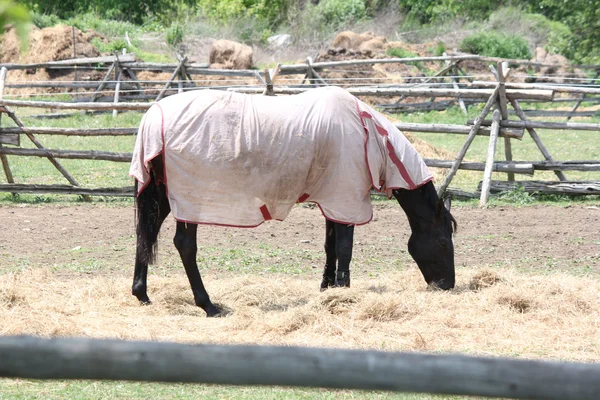 Koruyucu kaplama ile at