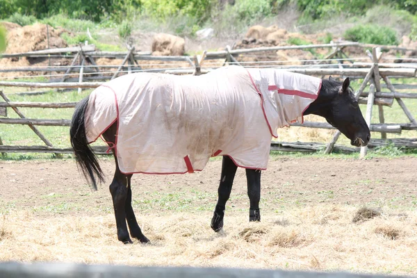 Horse with Protective Covering — Stock Photo, Image