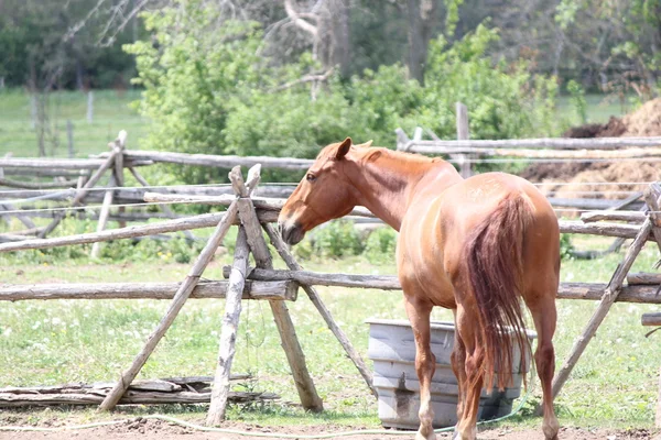 Häst i corral — Stockfoto