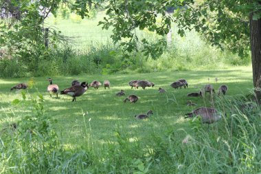 Kanada kazlar ve kuşlar çimenlerin üzerinde