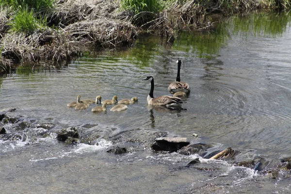 Canada Geese and Goslings (Branta canadensis — Stock Photo, Image