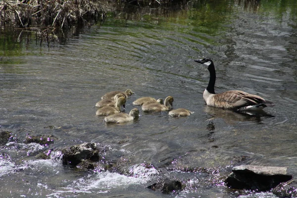 Gęsi Kanada oraz pisklęta gęsie (Branta canadensis — Zdjęcie stockowe