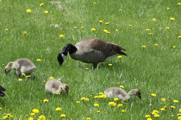 Gęsi Kanada oraz pisklęta gęsie (Branta canadensis) — Zdjęcie stockowe