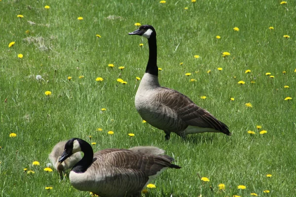 Gansos y gansos de Canadá (Branta canadensis ) — Foto de Stock