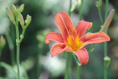  Daylily, Orange (Hemerocallis fulva)