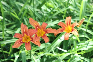  Daylily, Orange (Hemerocallis fulva)