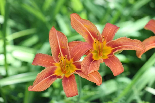 Naranja, Naranja (Hemerocallis fulva ) —  Fotos de Stock