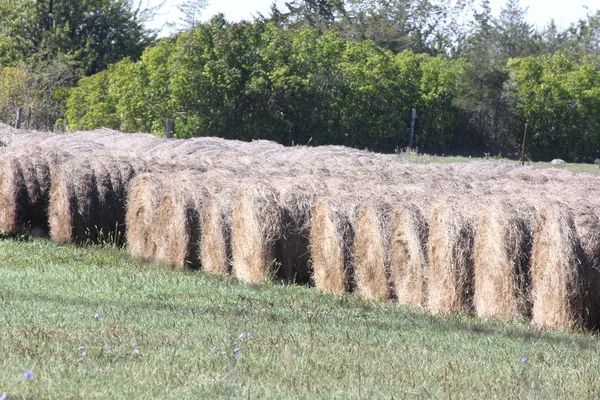 Hooibalen in het veld — Stockfoto