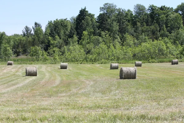 Heuballen auf dem Feld — Stockfoto