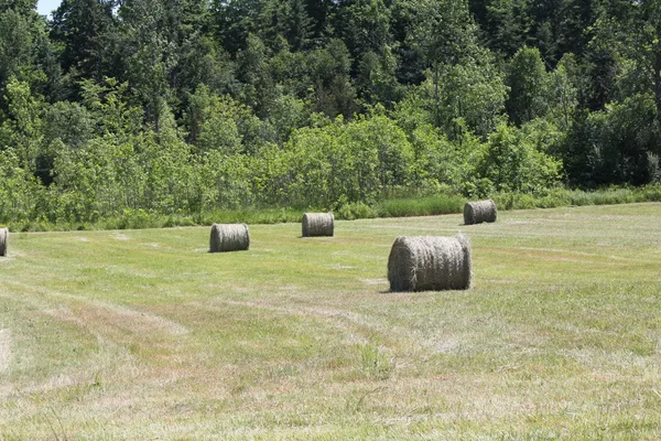 Heuballen auf dem Feld — Stockfoto