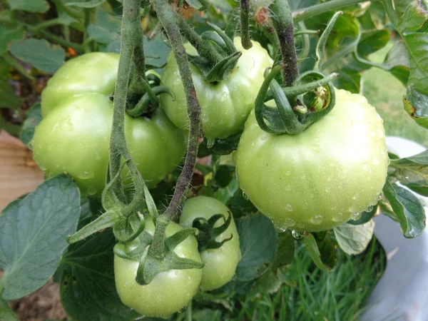 Tomate, grün auf Weinstock — Stockfoto