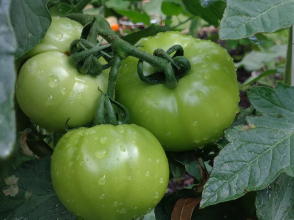 Tomate, grün auf Weinstock — Stockfoto