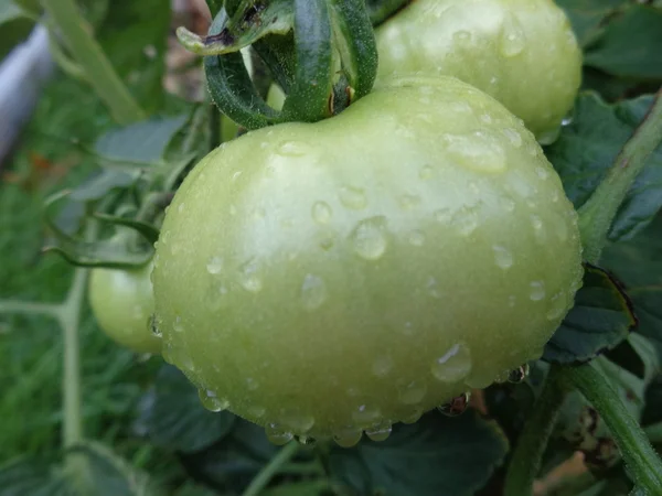 Tomate, grün auf Weinstock — Stockfoto