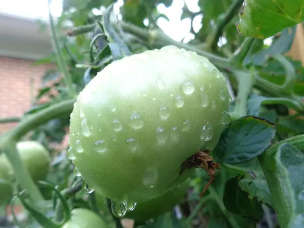 Tomate, grün auf Weinstock — Stockfoto