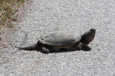  Turtle, ortak yapışma (Chelydra serpentina) 