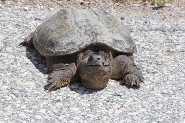  Turtle, ortak yapışma (Chelydra serpentina) 