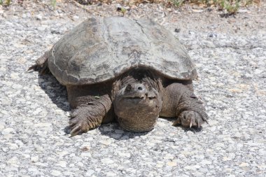  Turtle, ortak yapışma (Chelydra serpentina) 
