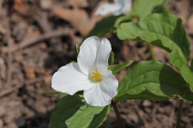 Beyaz Trillium (Trillium grandiflorum) 
