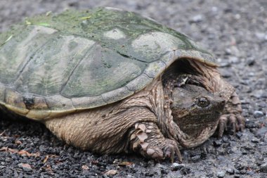Yapışma kaplumbağa (Chelydra serpentina)  