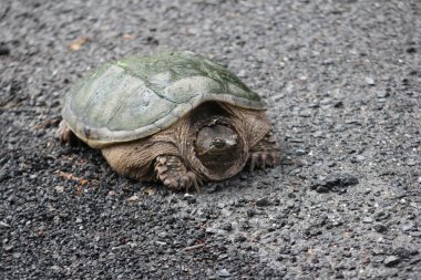 Yapışma kaplumbağa (Chelydra serpentina)  