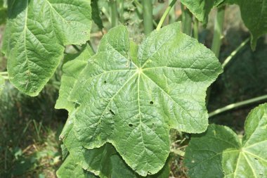 Gülhatmi (Alcea) yaprakları