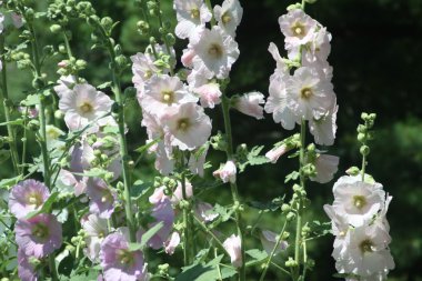 Gülhatmi (Alcea) pembe ve beyaz 