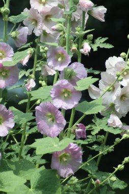 Gülhatmi (Alcea) beyaz ve pembe