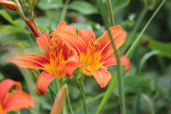 Laranja-do-dia (Hemerocallis ) — Fotografia de Stock