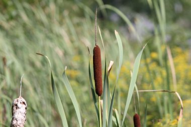 Uzun (Typha hendekte)