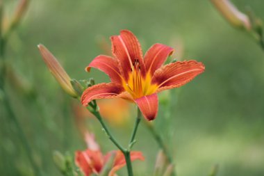 Daylily-turuncu (Hemerocallis)