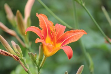 Daylily-turuncu (Hemerocallis)