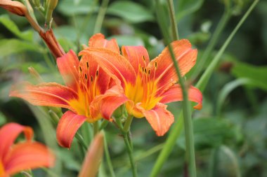 Daylily-turuncu (Hemerocallis)