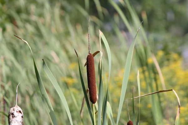 Rohrkolben im Graben (Typha)) — Stockfoto