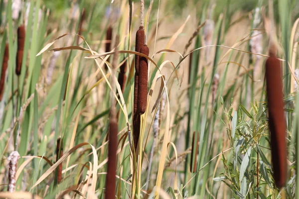 Grelhados em Ditch (Typha ) — Fotografia de Stock