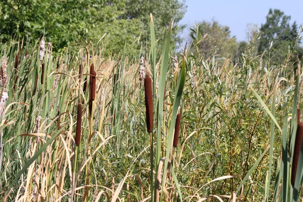 Grelhados em Ditch (Typha ) — Fotografia de Stock