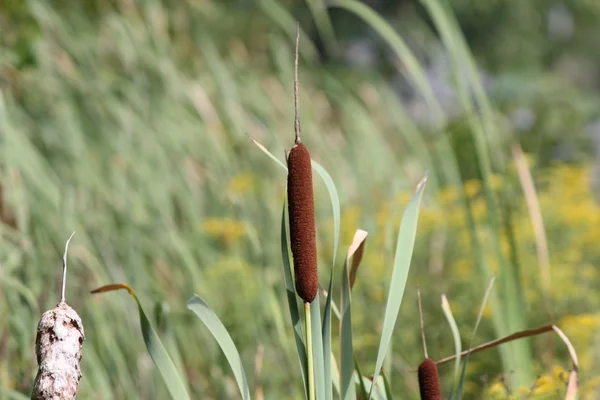 Cattails σε χαντάκι (Typha) — Φωτογραφία Αρχείου