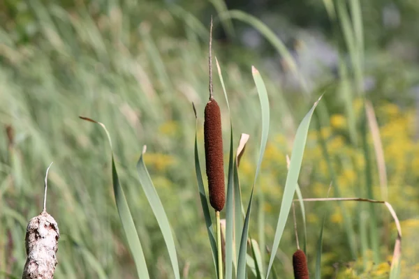 Rohrkolben im Graben (Typha)) — Stockfoto