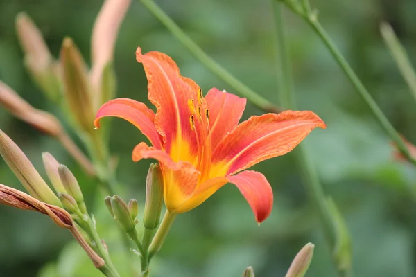 Daylily-Orange (Hemerocallis)
